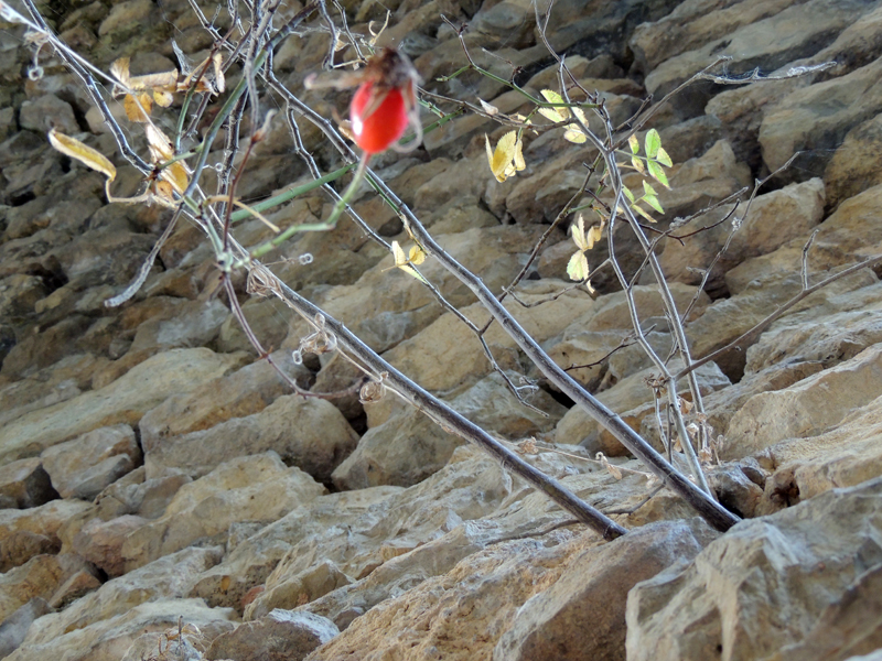 Мост Акнахбюра. 17в.с.Аветараноц. Шиповник, выросший в кладке моста.