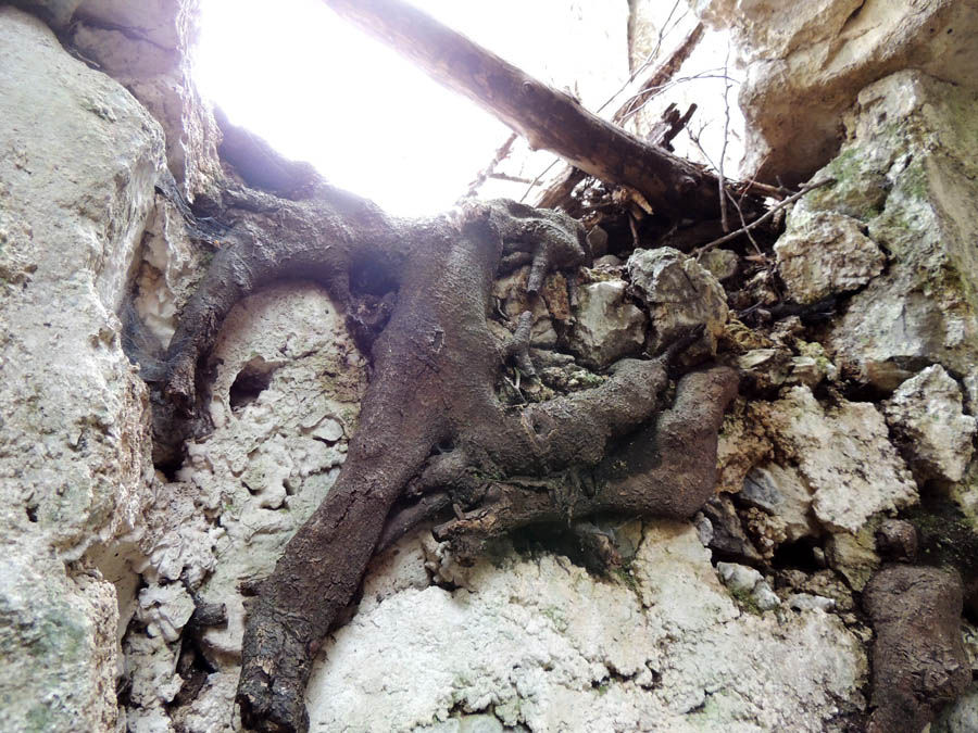 В некоторых местах корни деревьев были похожи на очень крупных осьминогов, которые своими «щупальцами» вонзились в «тело» монастыря, пожирая его «плоть». В некоторых местах корни деревьев были похожи на очень крупных осьминогов, которые своими «щупальцами» вонзились в «тело» монастыря, пожирая его «плоть».