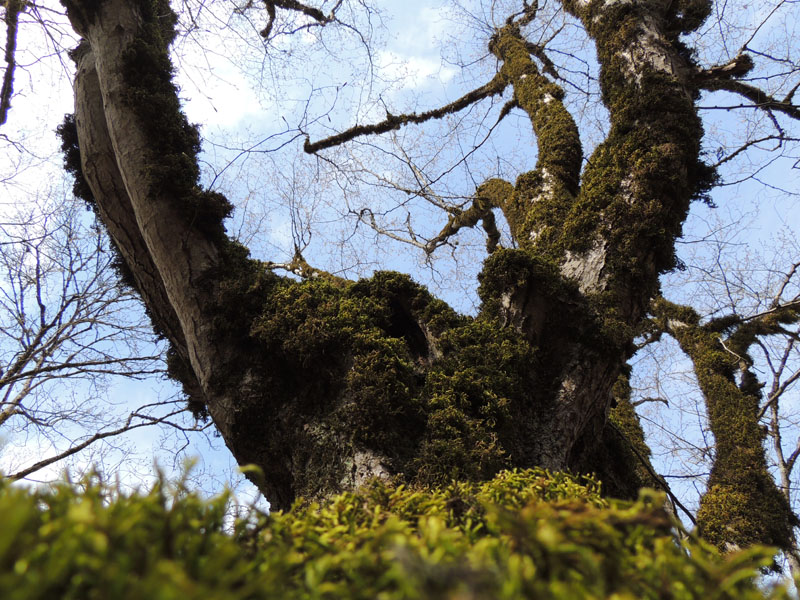 Мох тёмный, мох светлый на земле и на дереве. Мох тёмный, мох светлый на земле и на дереве.