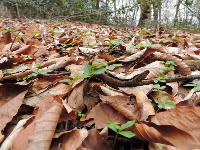 Сквозь толщу сухих листьев... Сквозь толщу сухих листьев...