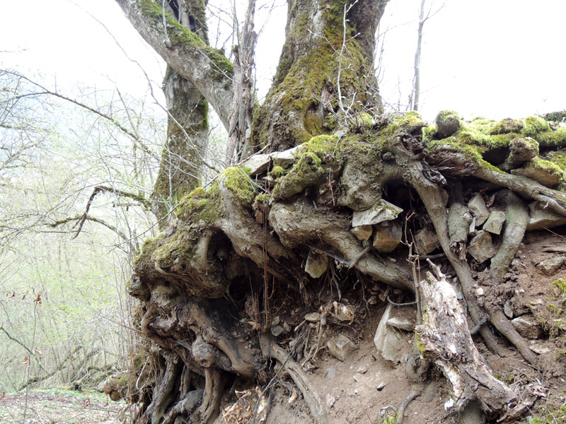 Тяга к жизни. Тяга к жизни.