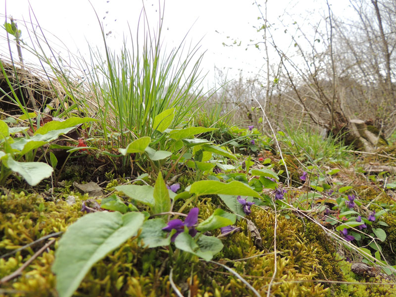 Цветы в весеннем лесу. Цветы в весеннем лесу.