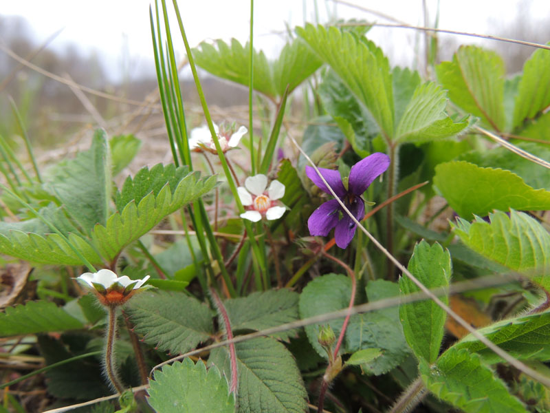Цветы в весеннем лесу. Цветы в весеннем лесу.