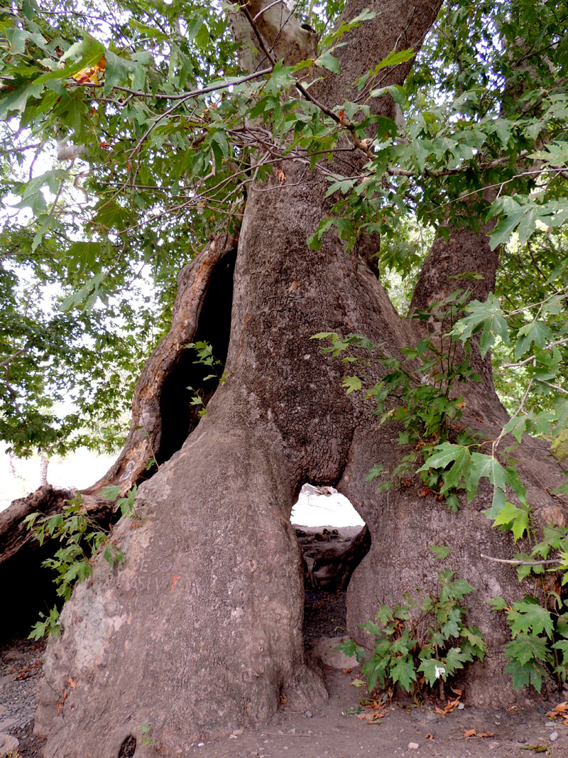 Северная часть платана.