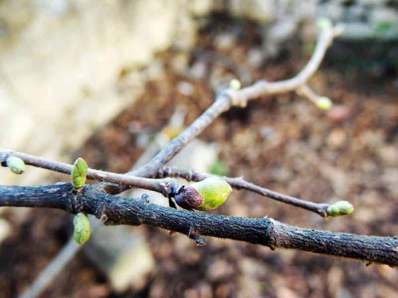 Месяц тепла сделал своё дело - появились почки на ветках деревьев.