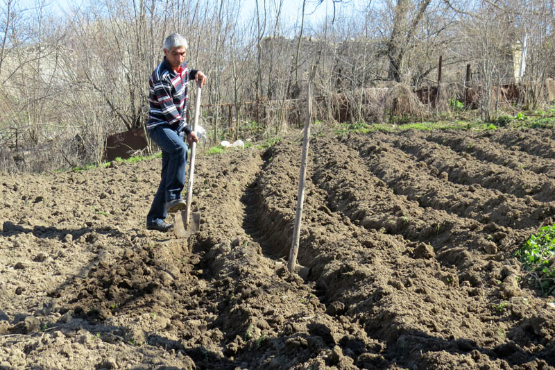Когда я пришёл, Каро работал на огороде, готовил грядки для картошки.
