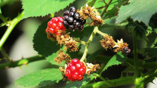 Ущелье Унот 38. Ущелье Унот 38.