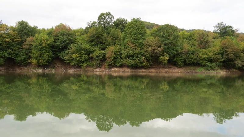 Отражение деревьев. Отражение деревьев.