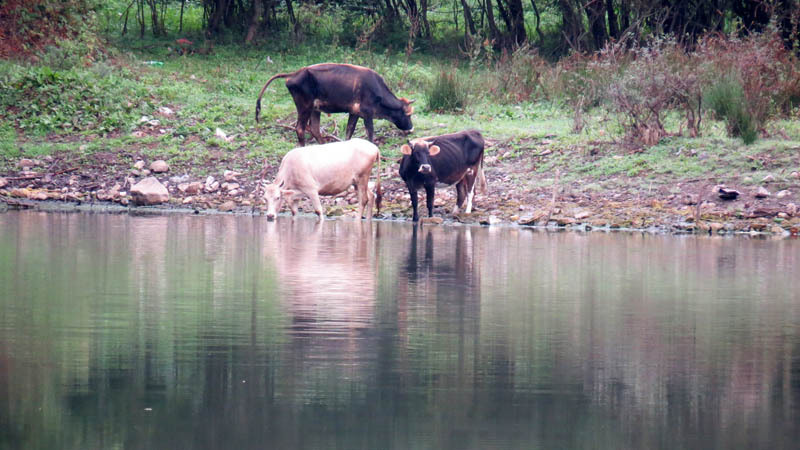 Бурёнушки пьют воду. Бурёнушки пьют воду.