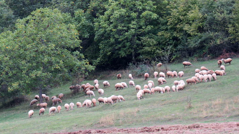 Барашки. Приближено зумом. Барашки. Приближено зумом.