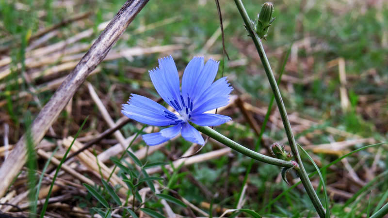 Василёк. Приблизил зумом Василёк. Приблизил зумом