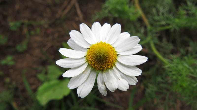 Ромашка. Фрагмент. Ромашка. Фрагмент.