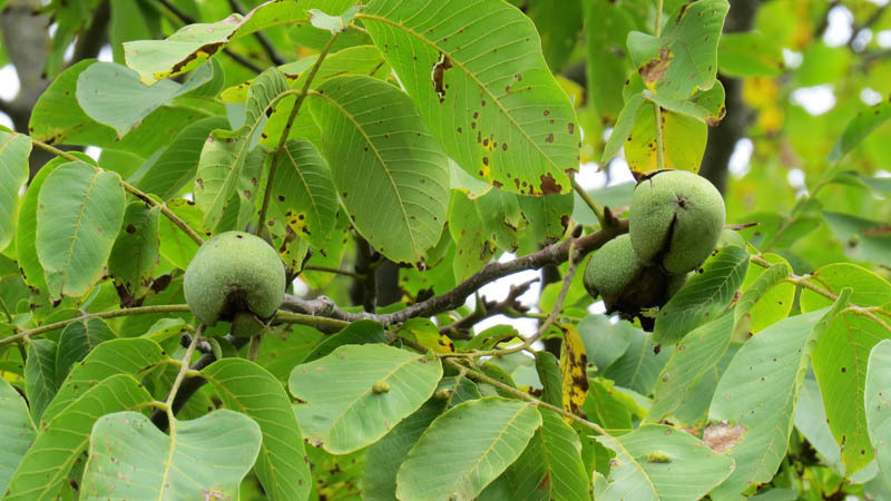 Грецкие орехи на ветке дерева. Грецкие орехи на ветке дерева.