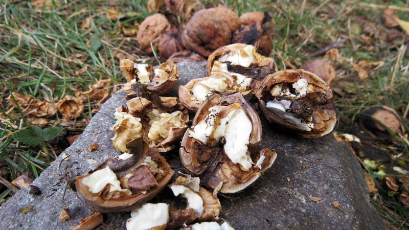 Ядра грецкого ореха. Ядра грецкого ореха.