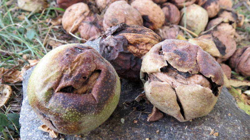 Переспелые грецкие орехи. Переспелые грецкие орехи.