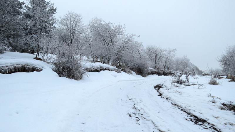 На сколько это было возможно, я на Жигулёнке заехал в лес.
