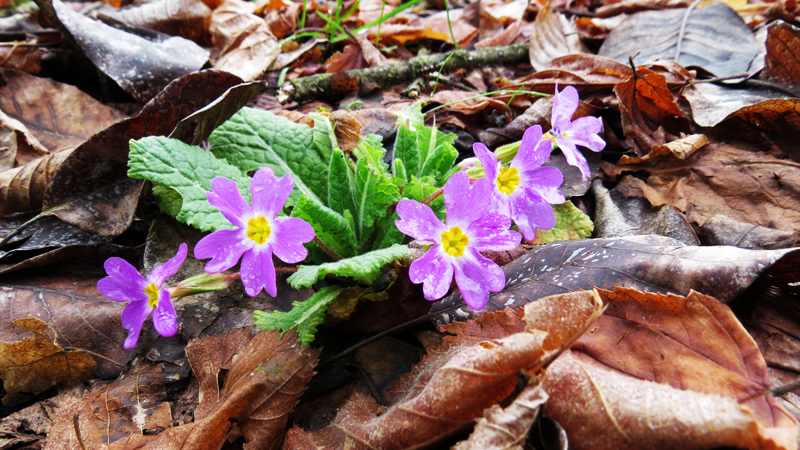 Фиолетовая лесная примула. Фиолетовая лесная примула.
