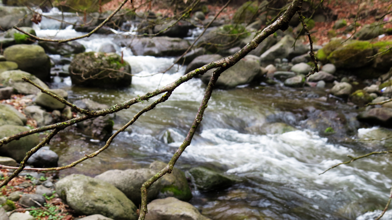 Ветка. Ветка.