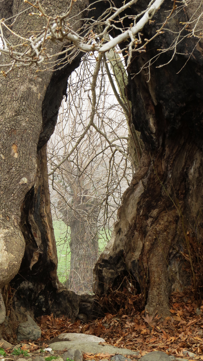 Тутовое дерево сквозь дупло. Тутовое дерево сквозь дупло.