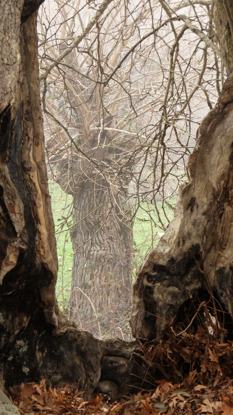 Тутовое дерево сквозь дупло. Приближено максимально. Тутовое дерево сквозь дупло. Приближено максимально.
