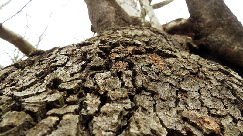 Кожа дуба. Кожа дуба.