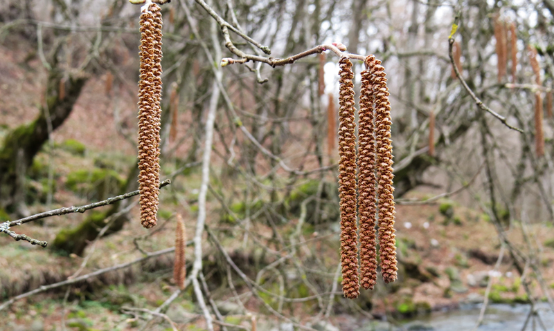 Серёжки на ветках орешника. Серёжки на ветках орешника.