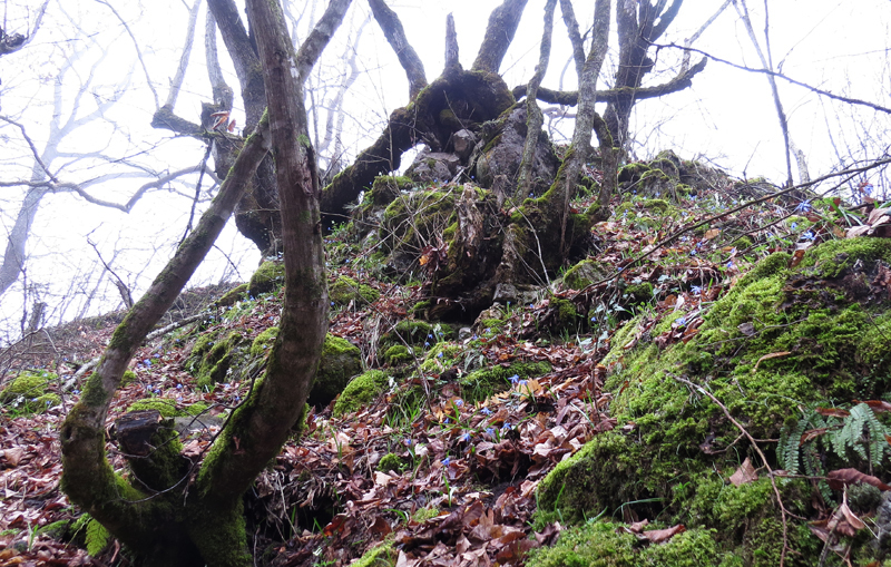 Небольшая скала в окружении деревьев... Небольшая скала в окружении деревьев...