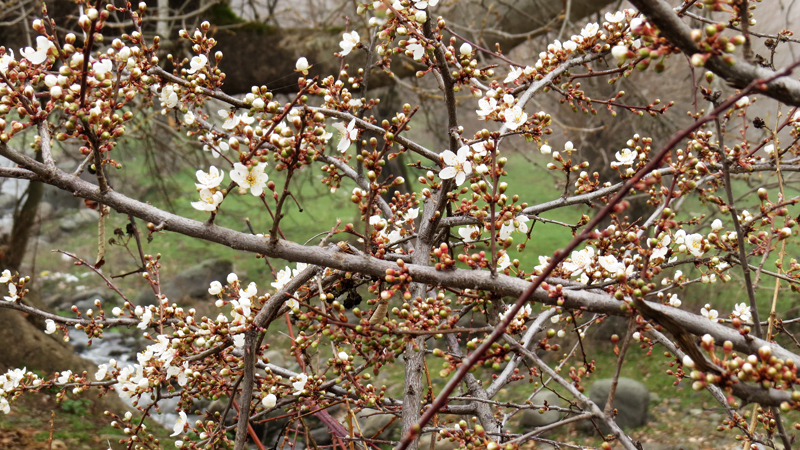 Дикая алыча расцветает. Дикая алыча расцветает.