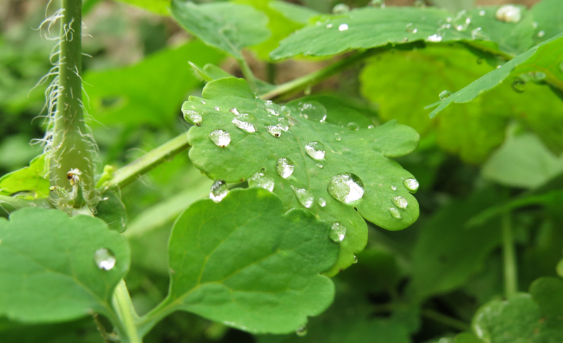 Хрустальные капельки. Хрустальные капельки.
