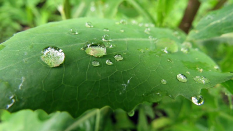 Хрусталики на круглой поверхности листа. Хрусталики на круглой поверхности листа.