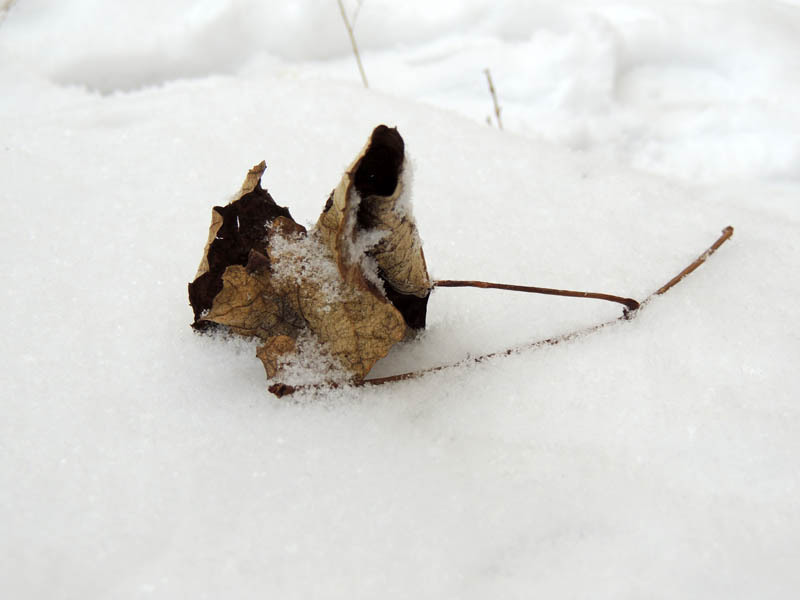 Зимний день 3. Зимний день 3.