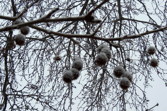 "Гирлянды". "Гирлянды".